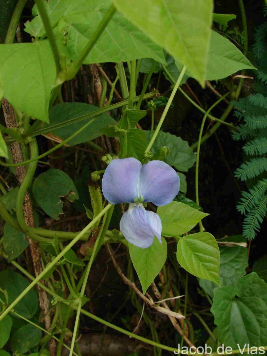 Psophocarpus tetragonolobus (L.) DC.